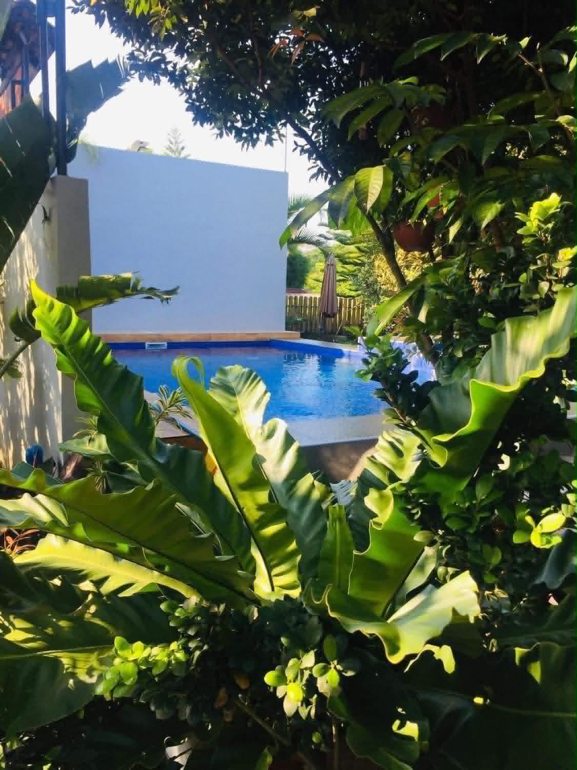 Villa 1 pool area surrounded by tropical plants